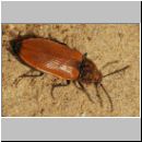 Anostirus castaneus - Schnellkaefer 03.jpg